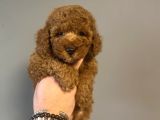 Aşili Red Poodle Bebekler