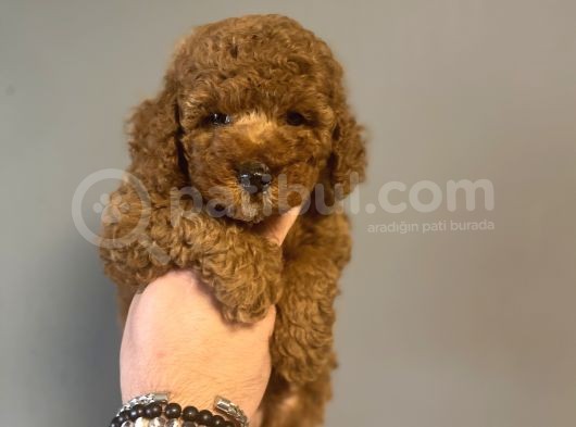 Aşili Red Poodle Bebekler görsel