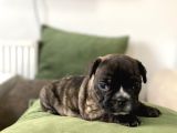 Orjnal French Bulldog Yavrular