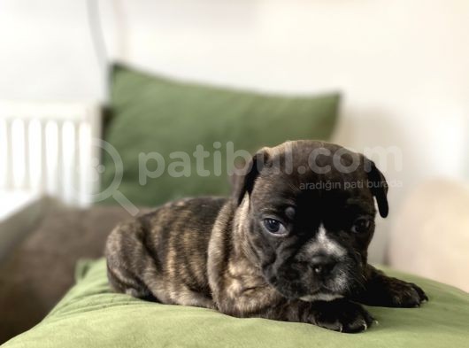 Orjnal French Bulldog Yavrular görsel