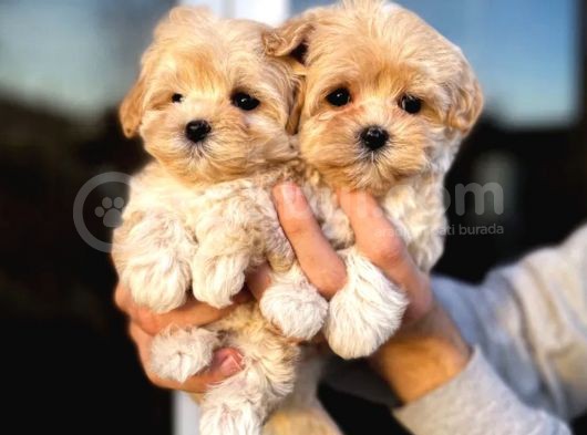Dizayn Irk Sevimli Maltipoo Yavrular görsel