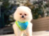 Pomeranian Boo Teddy Face Erkek Yavrularımız