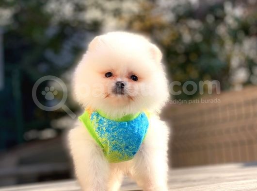 Pomeranian Boo Teddy Face Erkek Yavrularımız görsel
