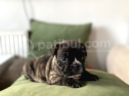 Orjnal French Bulldog Yavrular görsel