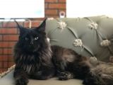 Maine Coon Erkek Dişi
