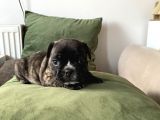 Orjnal French Bulldog Yavrular