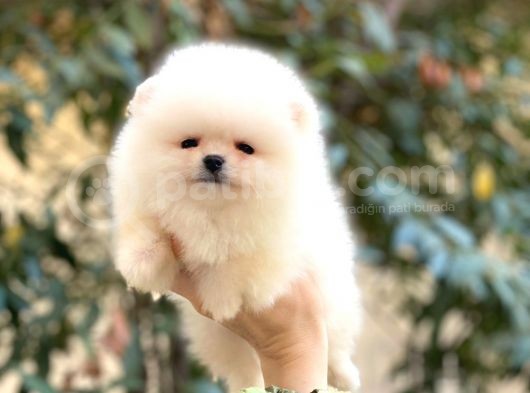 Pomeranian Boo Teddy Face Erkek Yavrularımız görsel