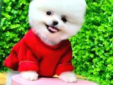 Tedy Face Boo Yavrular