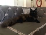 Maine Coon Erkek Dişi