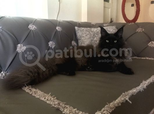 Maine Coon Erkek Dişi görsel