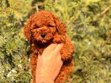ÇOK KOYU RED BROWN POODLE YAVRUMUZ