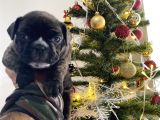Orjnal French Bulldog Yavrular