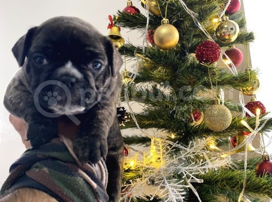 Orjnal French Bulldog Yavrular