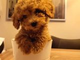 Orijinal Toy Poodle Yavruları