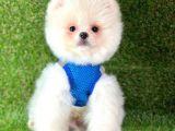 Ayıcık Surat Boo Pomeranian Yavrular