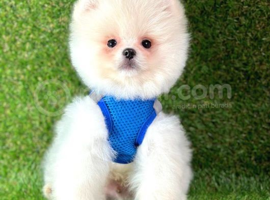 Ayıcık Surat Boo Pomeranian Yavrular görsel