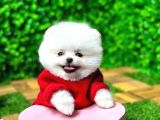 Tedy Face Boo Yavrular