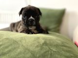 Orjnal French Bulldog Yavrular