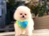 Pomeranian Boo Teddy Face Erkek Yavrularımız