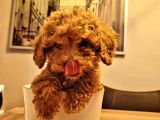 Orijinal Toy Poodle Yavruları