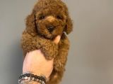 AŞILI RED POODLE BEBEKLER