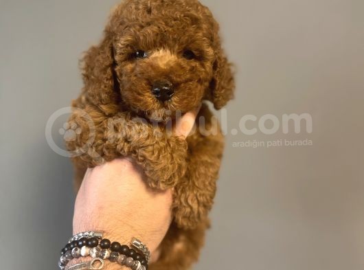 Aşili Red Poodle Bebekler