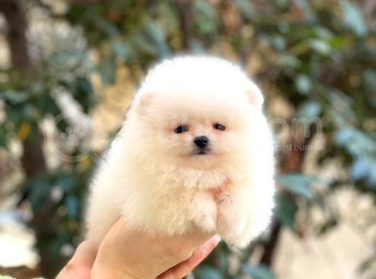 Pomeranian Boo Teddy Face Erkek Yavrularımız