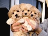 Dizayn Irk Sevimli Maltipoo Yavrular