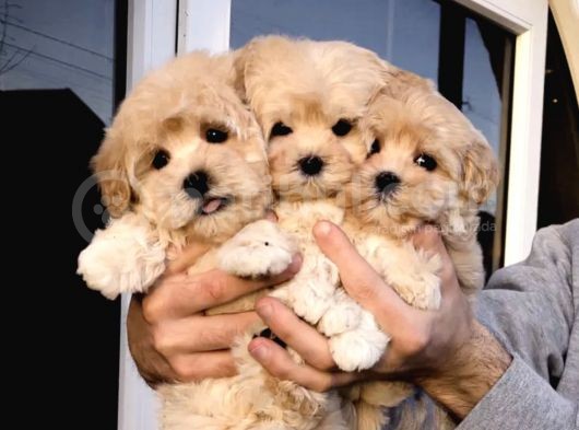 Dizayn Irk Sevimli Maltipoo Yavrular