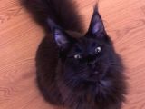 Maine Coon Erkek Dişi