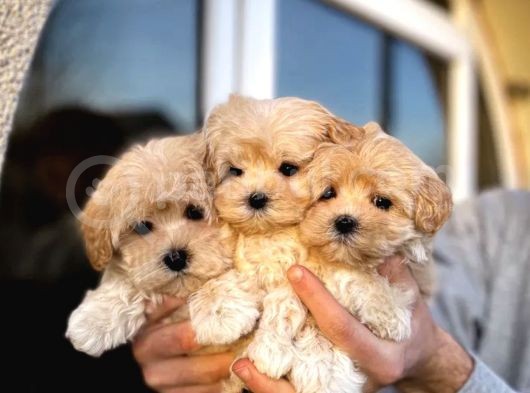 Dizayn Irk Sevimli Maltipoo Yavrular görsel