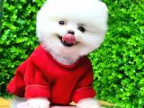 Tedy Face Boo Yavrular