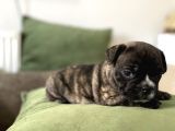 Orjnal French Bulldog Yavrular