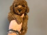 Aşili Red Poodle Bebekler