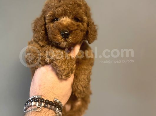 Aşili Red Poodle Bebekler görsel