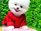Tedy Face Boo Yavrular
