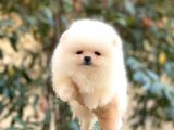 Pomeranian Boo Teddy Face Erkek Yavrularımız