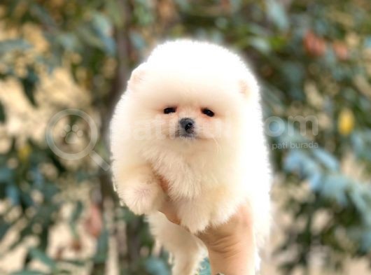 Pomeranian Boo Teddy Face Erkek Yavrularımız görsel