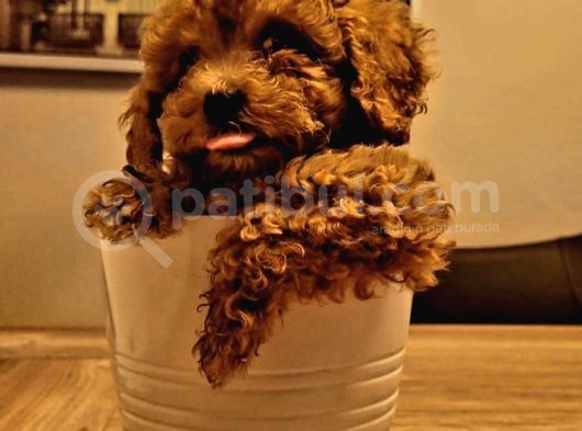 Orijinal Toy Poodle Yavruları görsel