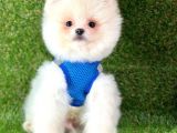 Ayıcık Surat Boo Pomeranian Yavrular