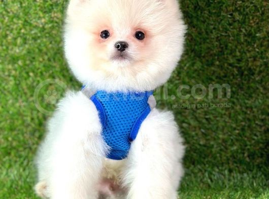 Ayıcık Surat Boo Pomeranian Yavrular görsel