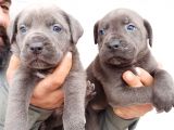 Dev Mastifler Blue Cane Corso Bebekler