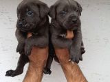 Dev Mastifler Blue Cane Corso Bebekler