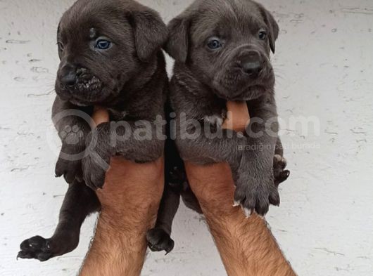 Dev Mastifler Blue Cane Corso Bebekler görsel