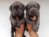 Dev Mastifler Blue Cane Corso Bebekler