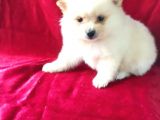 Spitz Pom Bebekler