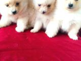 Spitz Pom Bebekler