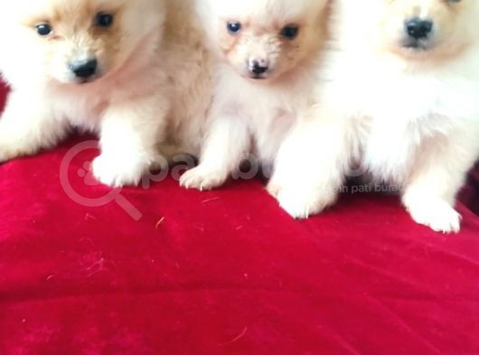 Spitz Pom Bebekler görsel