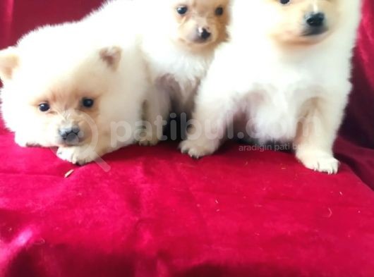 Spitz Pom Bebekler görsel