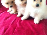 Spitz Pom Bebekler